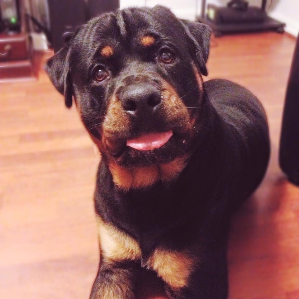 Rottweiler puppy lying down on the floor with its tongue out