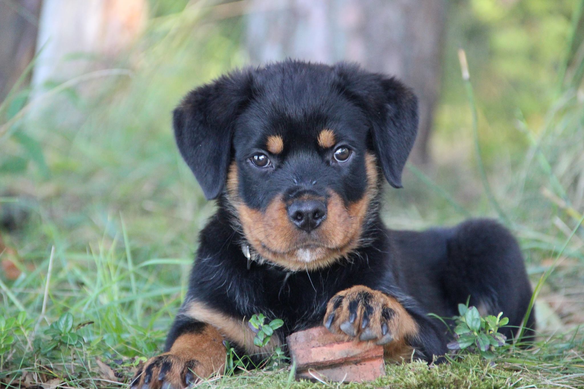 Rottweiler puppy lying on the grass in the forest