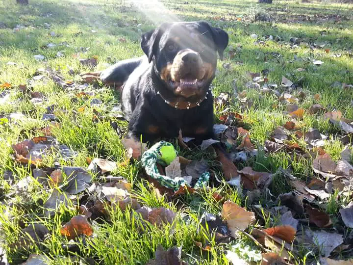 Rottweiler lying on the grass with dried autumn leaves