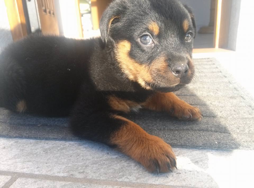 Rottweiler puppy lying on the floor