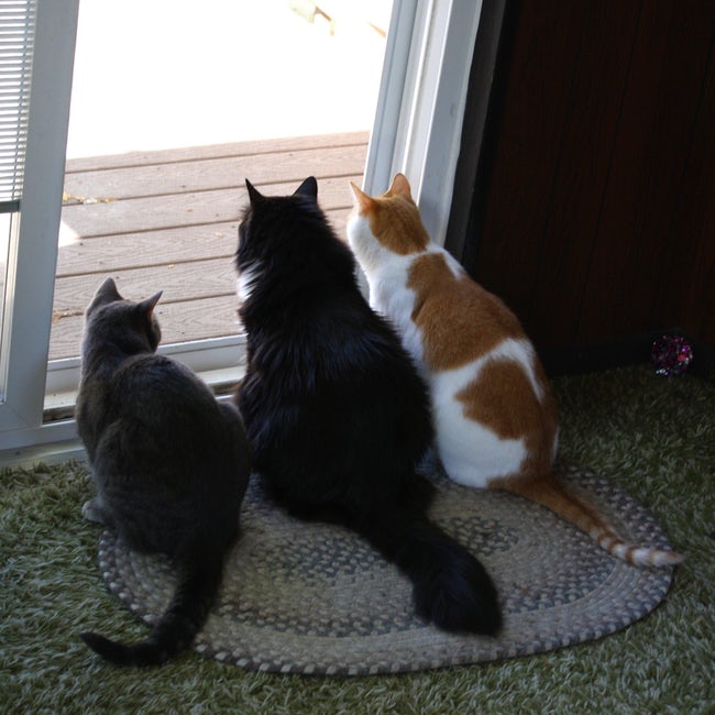 three cats sitting in the front door while staring outside