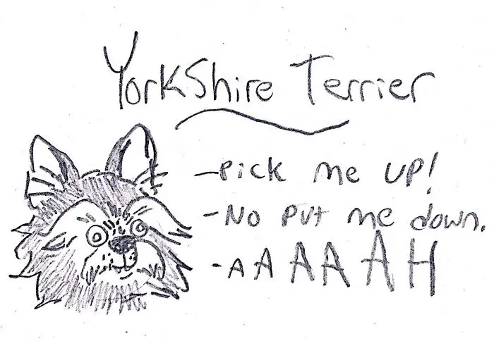 A hand drawn face of a Yorkshire Terrier with hand written - Yorkshire Terrier- pick me up! No put me down, ahhh