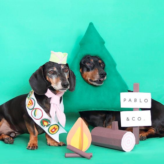 Dachshund in camping costume