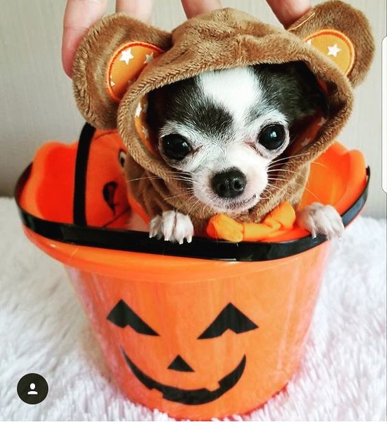 A Chihuahua in teddy bear headpiece inside the pumpkin basket