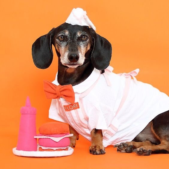 Dachshund in a bartender costume