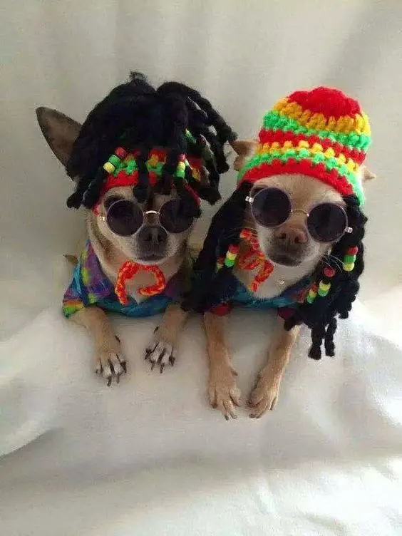 two Chihuahuas in reggae outfit