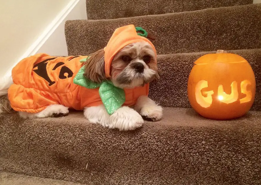 Shih Tzu in pumpkin outfit while lying on the stairs