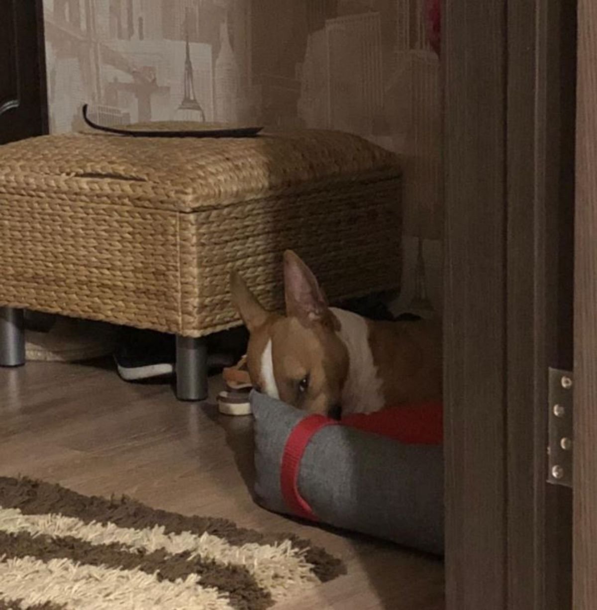 Bull Terrier dog on its bed while staring