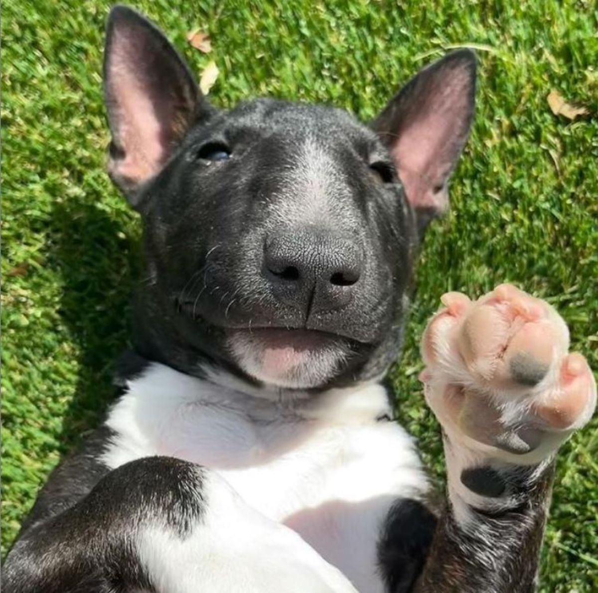 Bull Terrier dog lying on the green grass under the sunlight