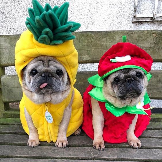 two Pugs sitting on the bench in their pineapple and tomato costume