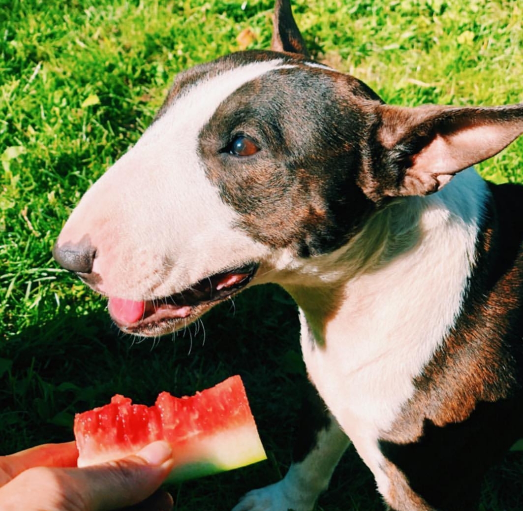 Bull Terrier eating watermelon