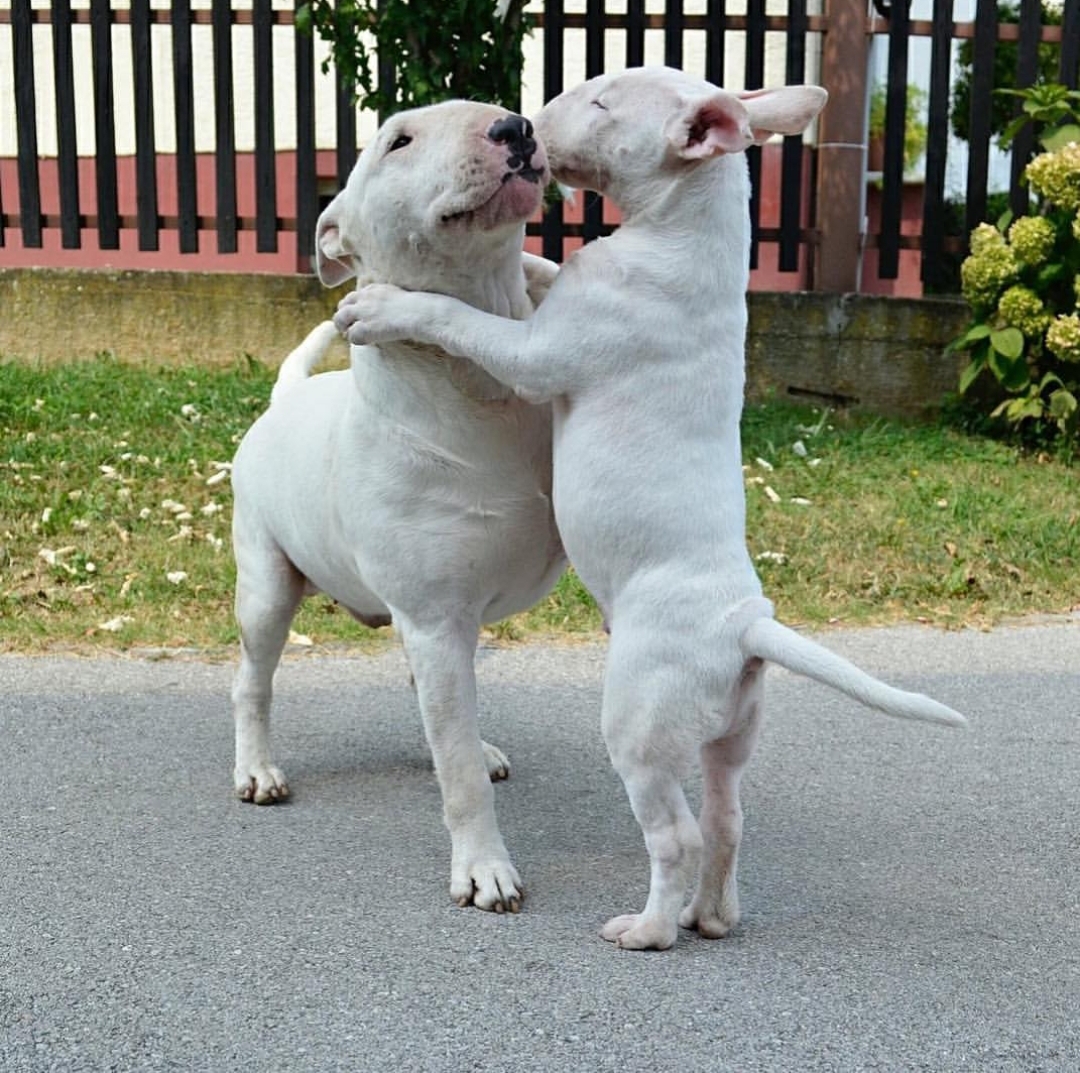 white Bull Terrier puppies playing with each other at the park
