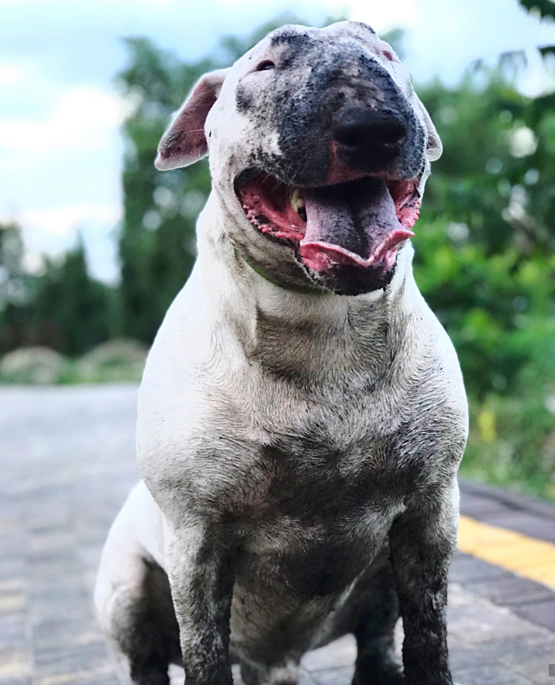 dirty Bull Terrier sitting on the road