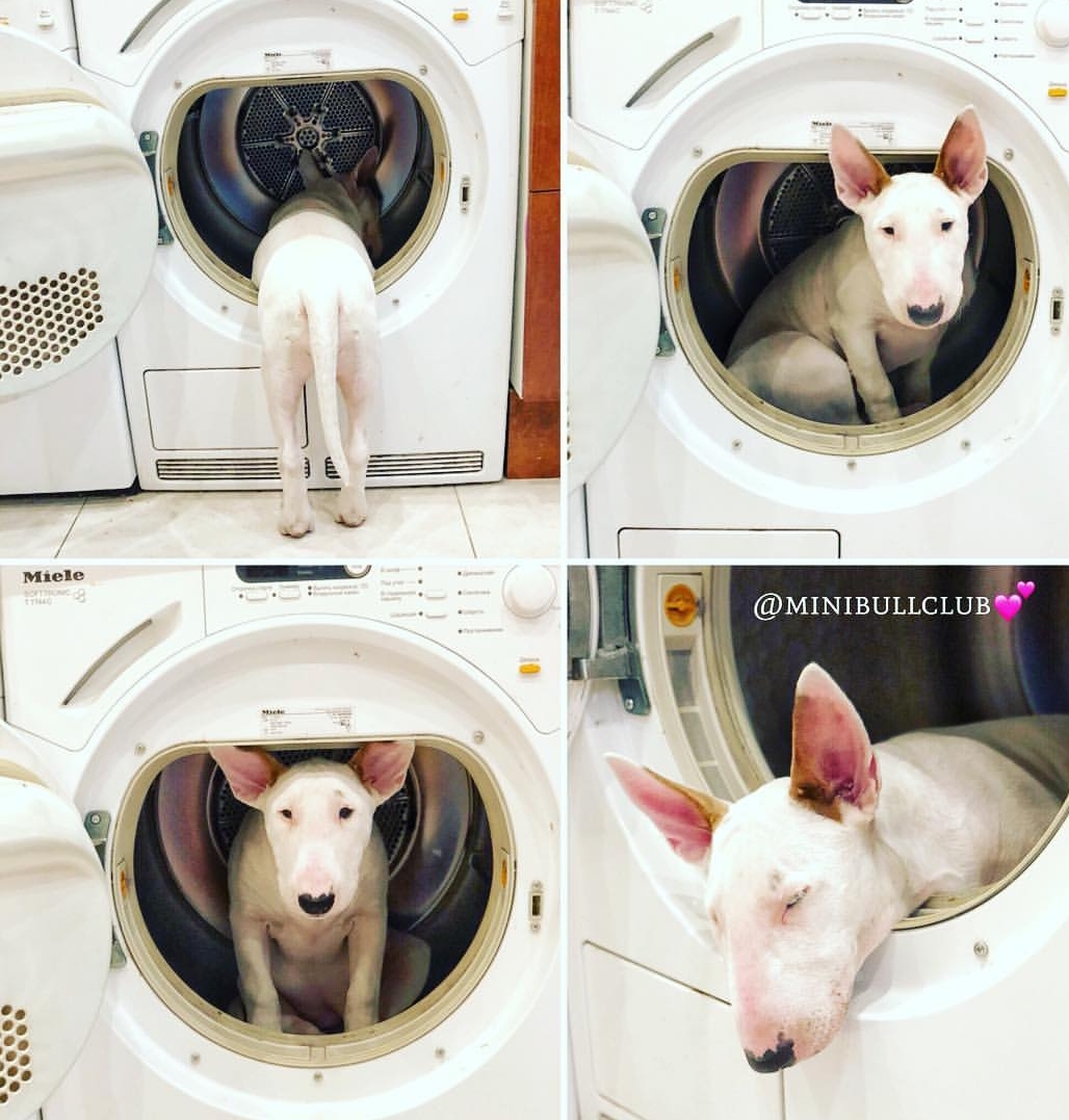 collage photo of Bull Terrier inside a washing machine