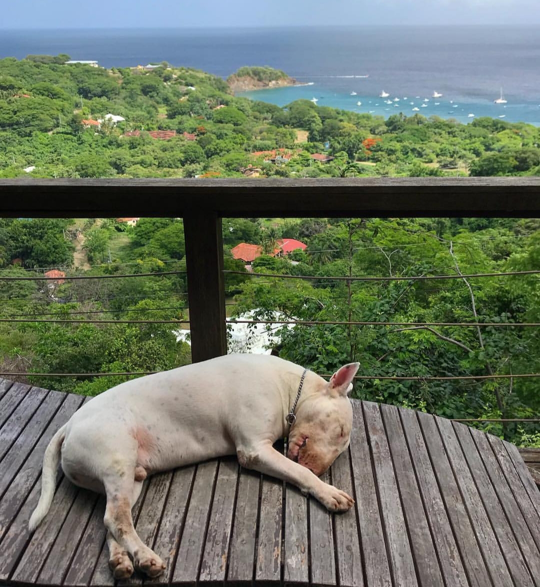 white Bull Terrier sleeping on a wooden table with an overlooking view of the ocean and trees