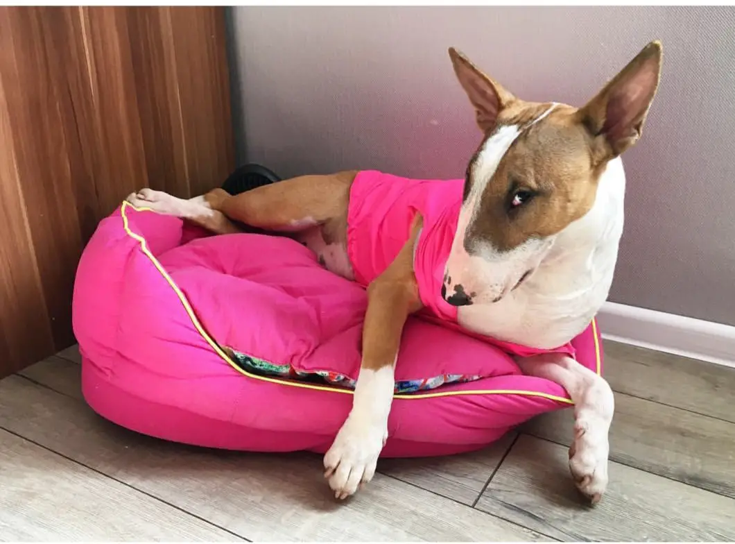 Bull Terrier wearing a pink shirt while lying on its pink bed