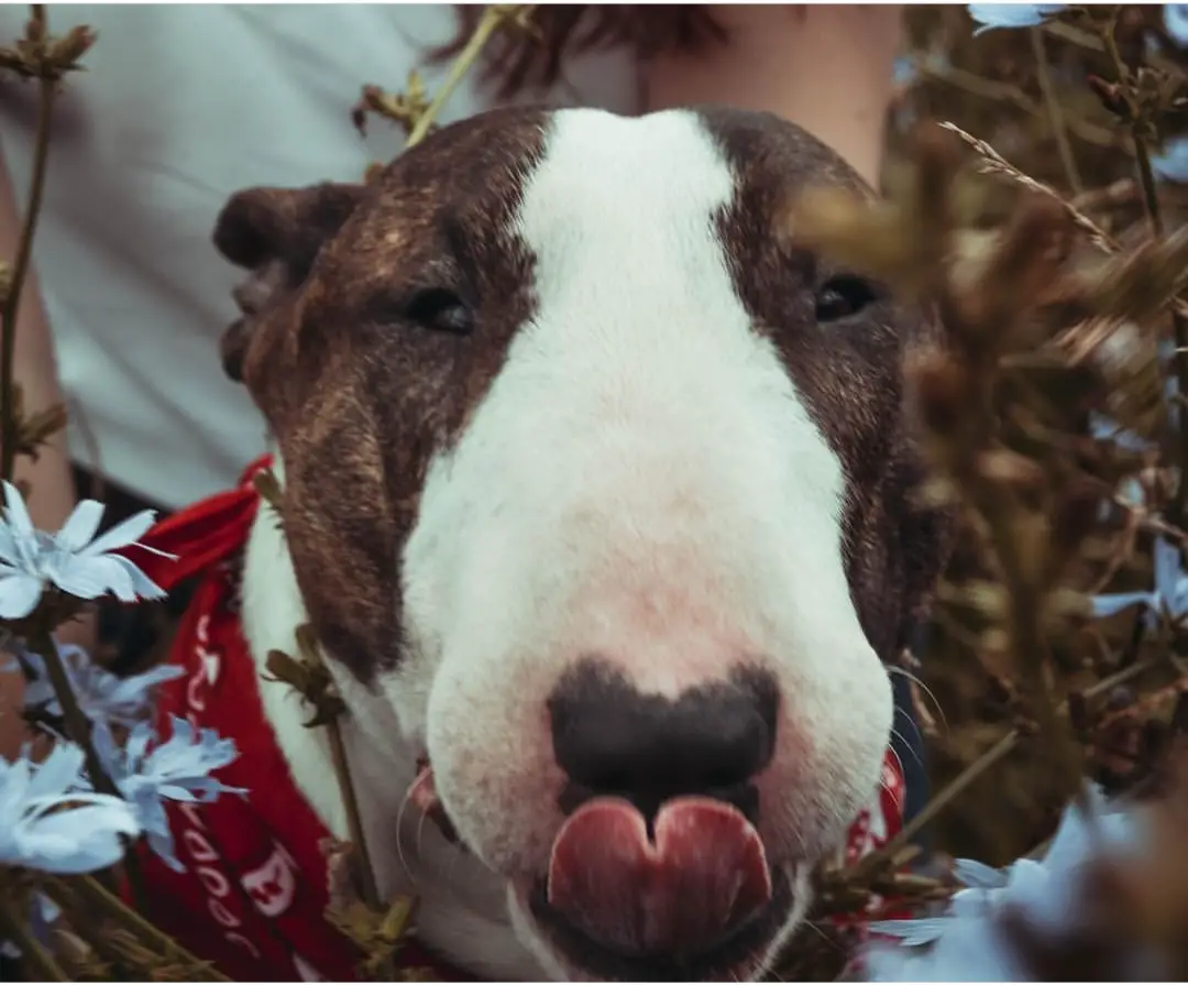 Bull Terrier face with its heart shaped tongue sticking out