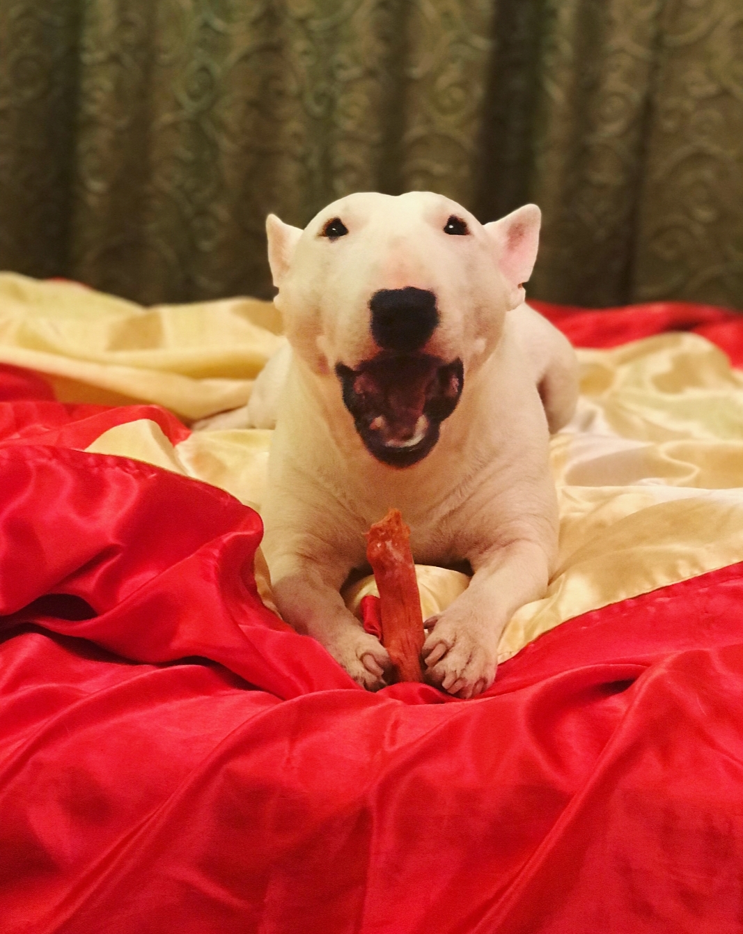 white Bull Terrier lying on the bed while opening and mouth and a hotdog on its hands