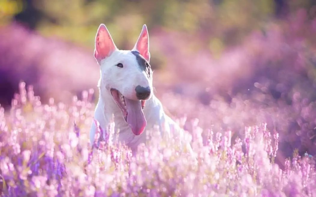 happy Bull Terrier in the middle of a lavender field