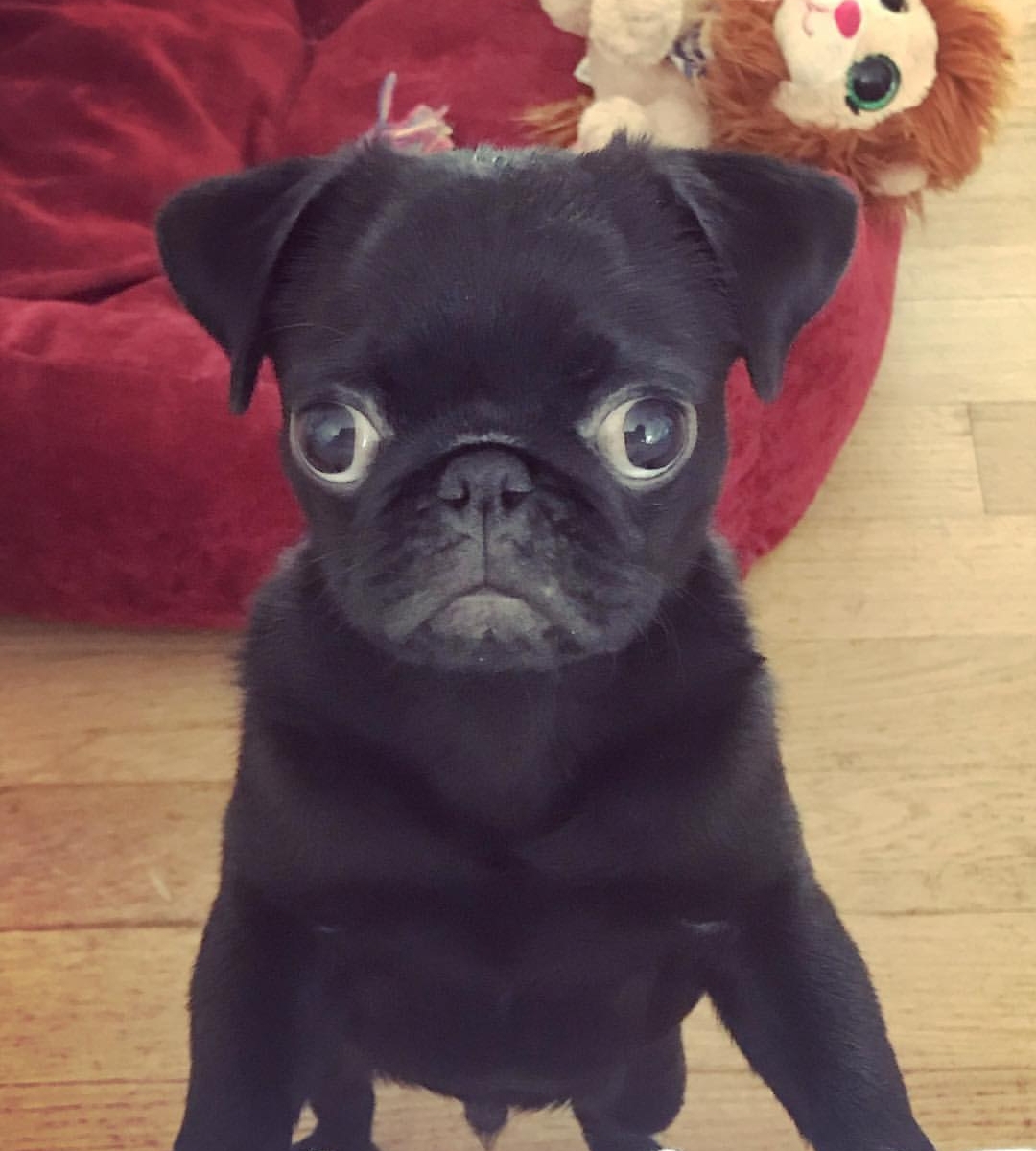 A black Pug standing up and leaning on the couch with its big begging eyes