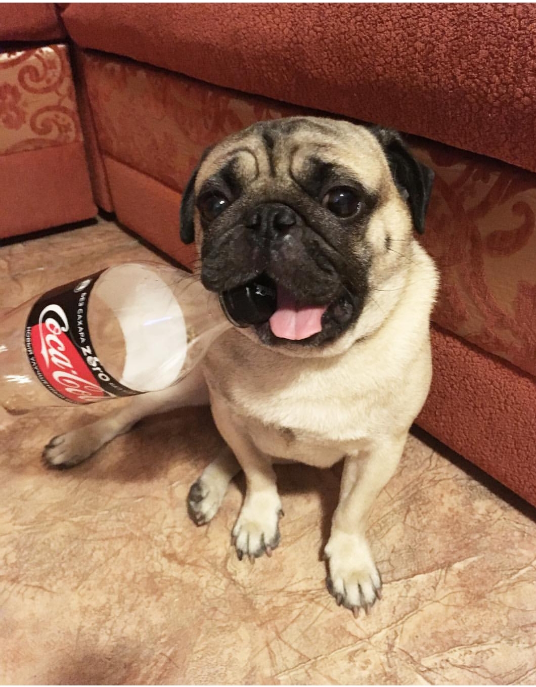 A Pug sitting on the floor while biting a coca cola bottle