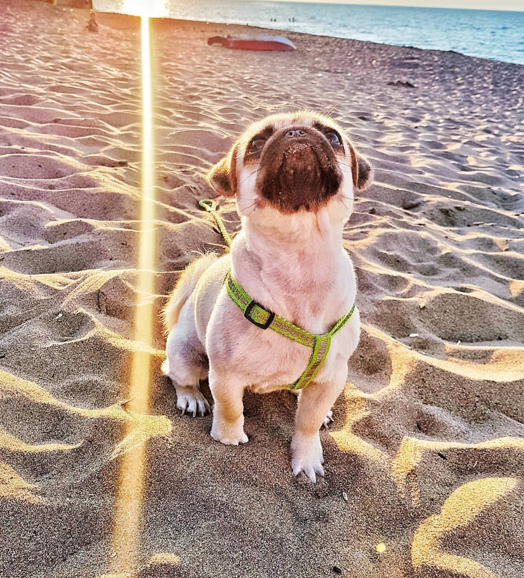 A Pug sitting in the sand at the beach