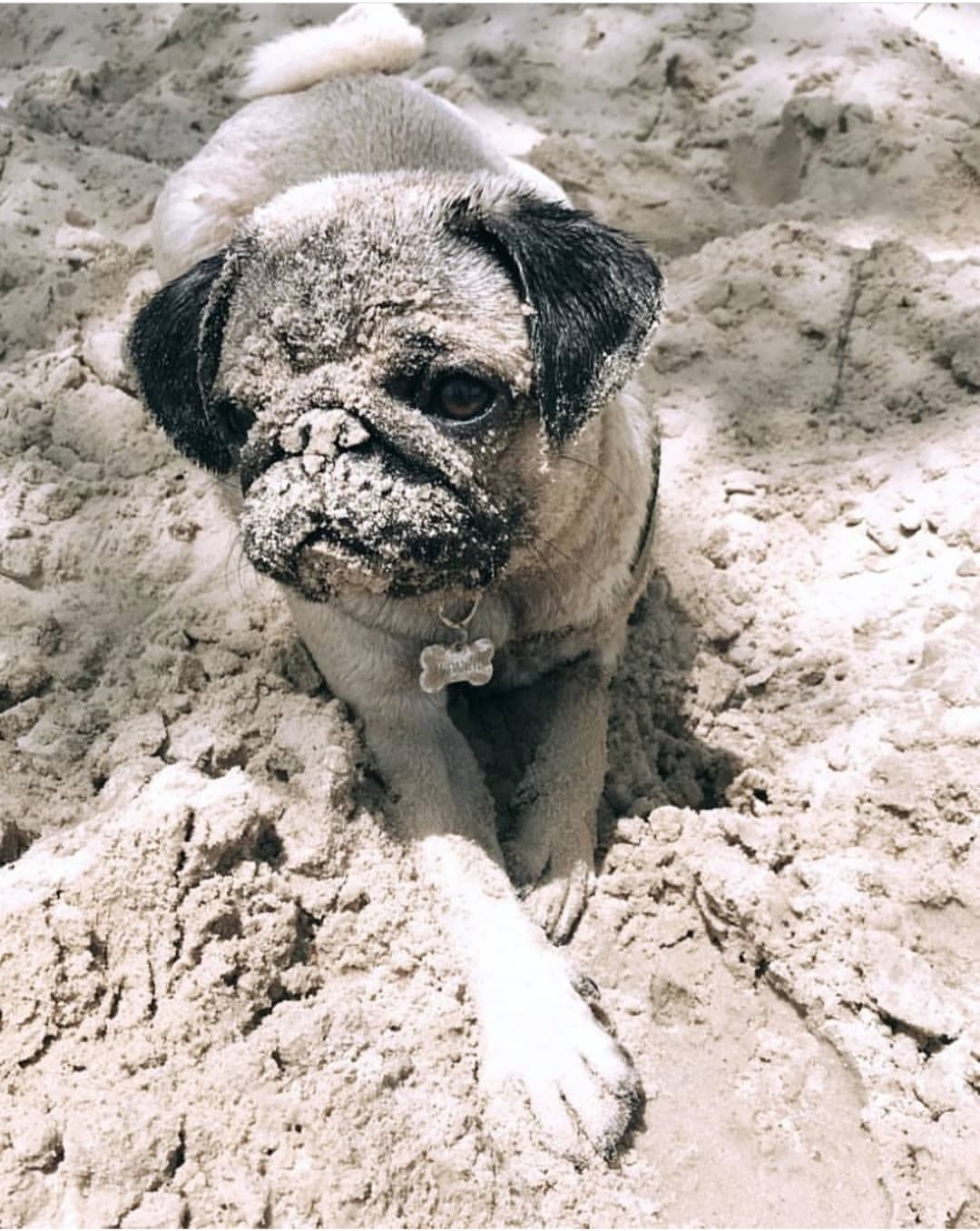 A Pug lying in the sand with sad on its face