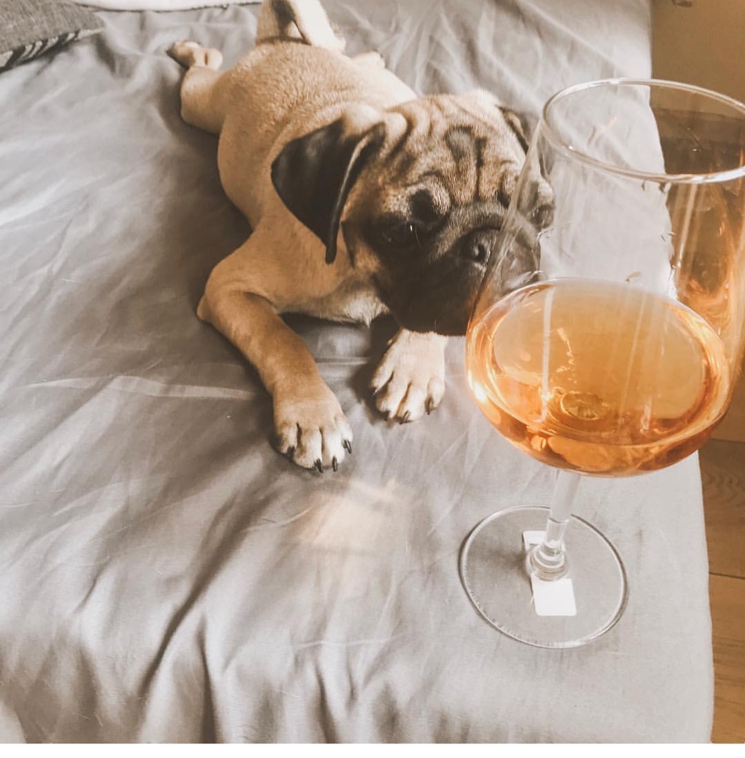 A Pug lying on the bed while staring at the wine in front of him
