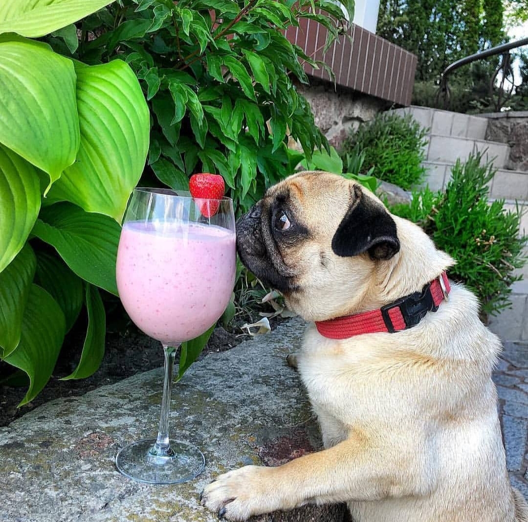 A Pug leaning towards the strawberry shake in a wine glass on top of the raised bed