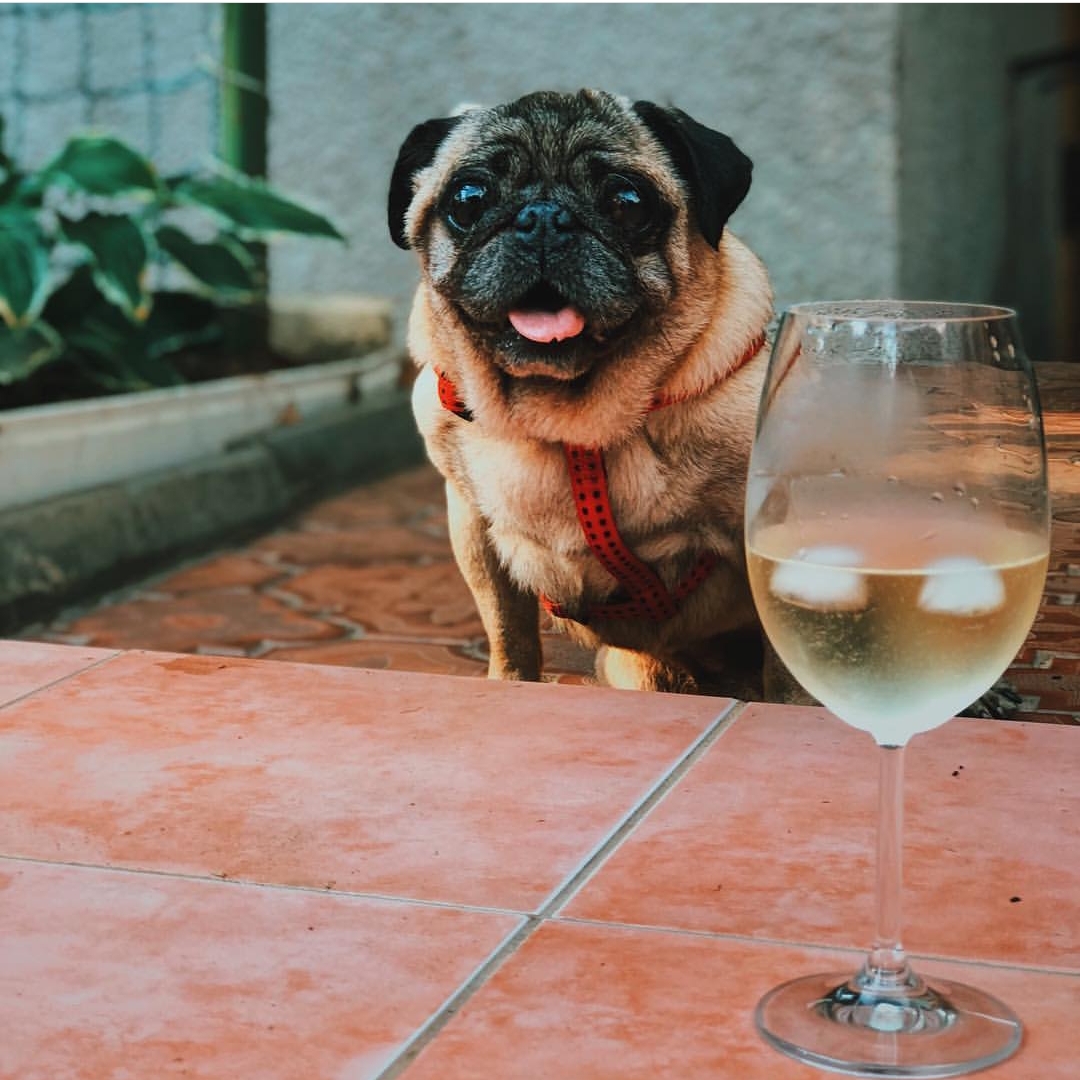 A Pug sitting on the floor behind the glass of wine
