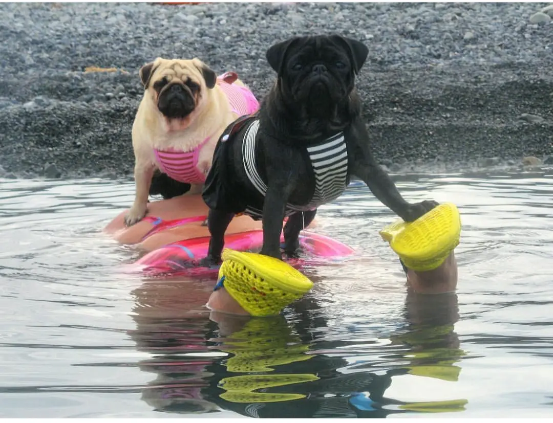 two Pugs standing on top of a woman lying in the water at the beach