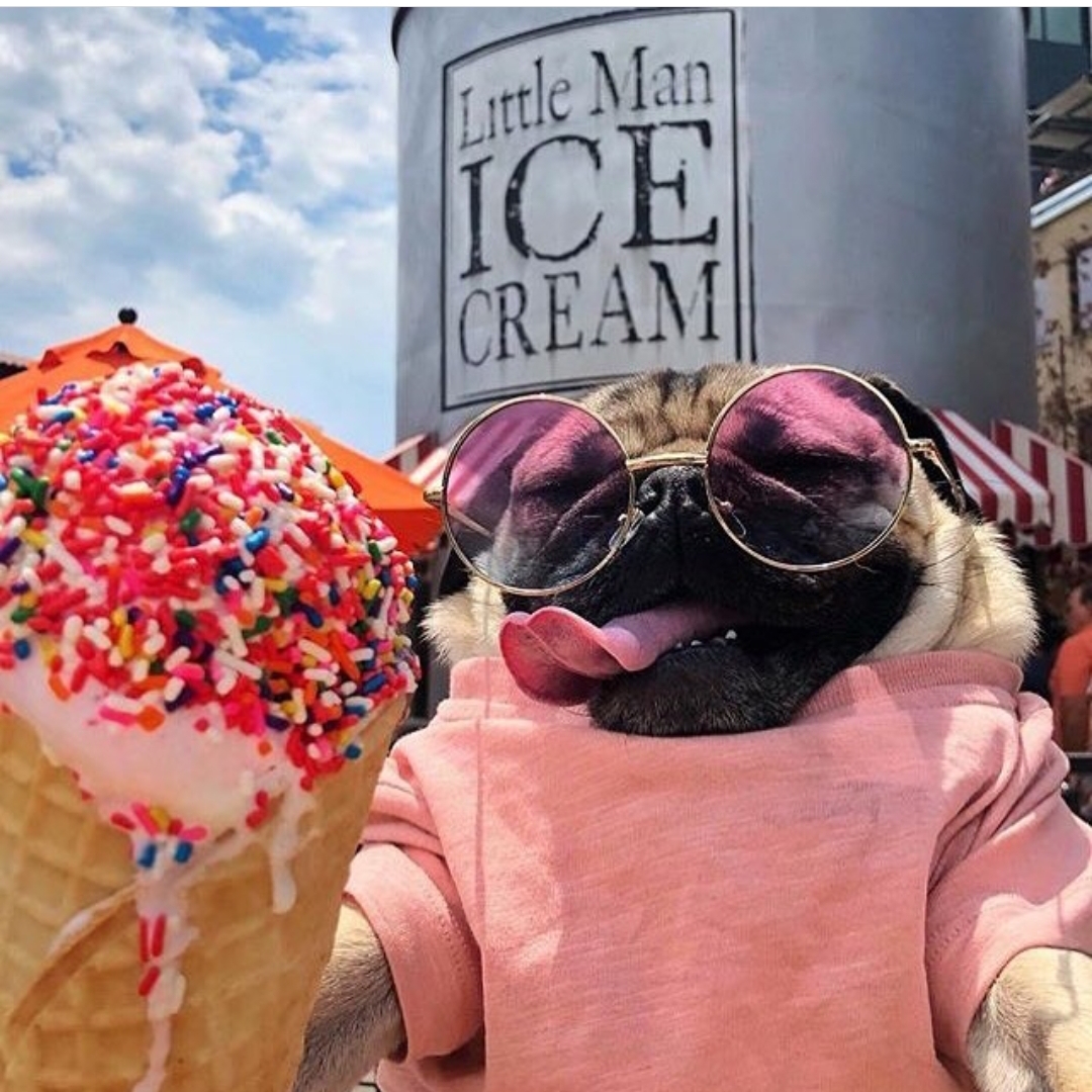 A Pug wearing a pink shirt while wearing sunglasses and with its tongue out behind the ice cream in a cone