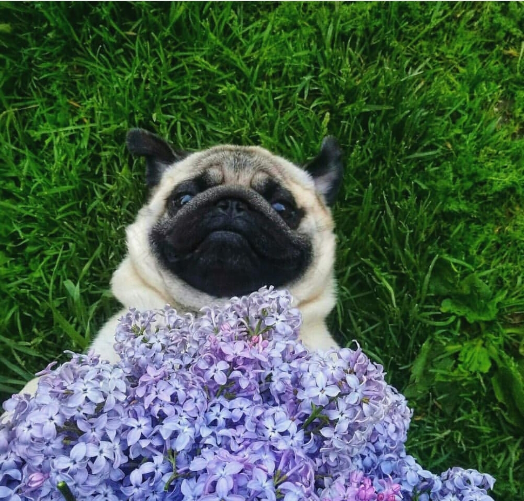 A Pug lying on the green grass with purple hydrangeas on top of him
