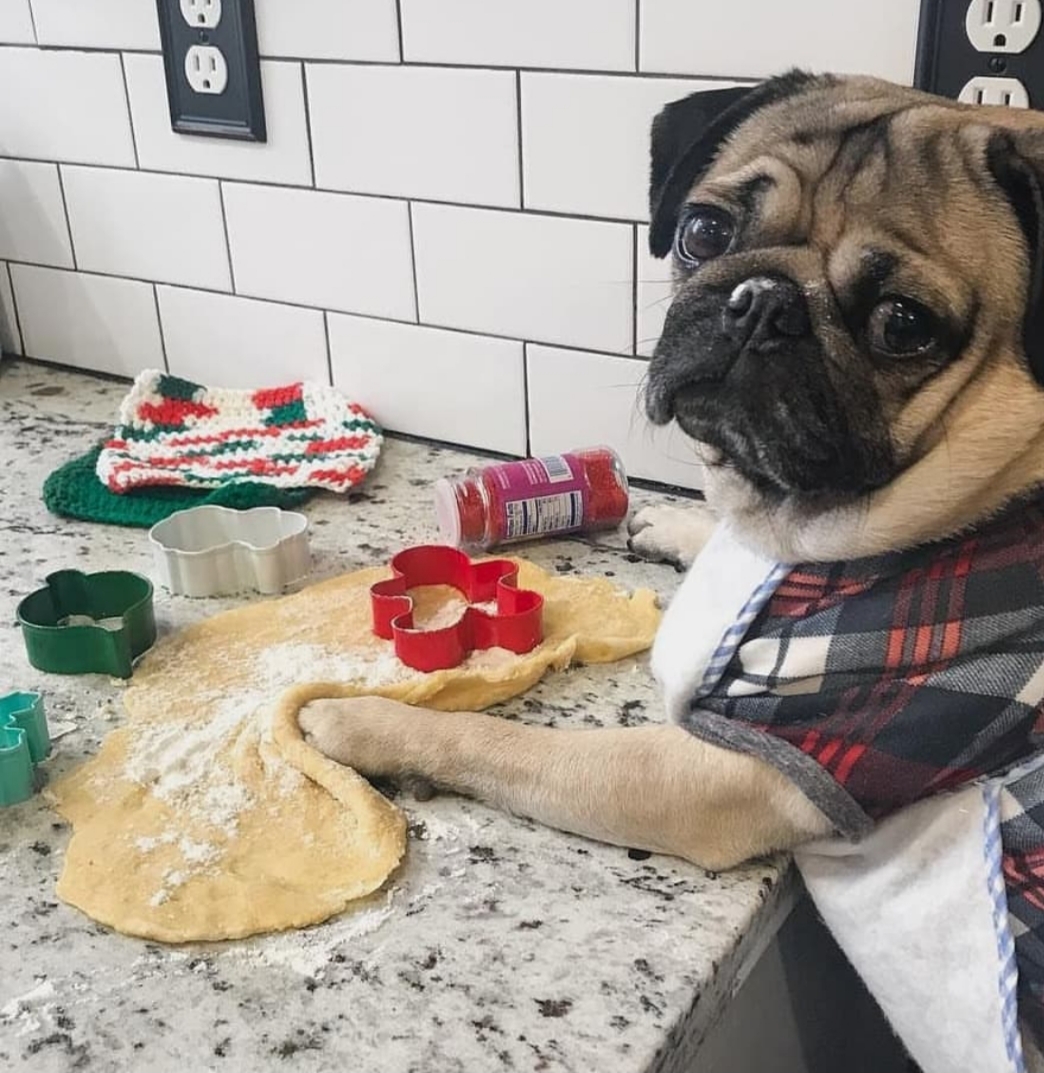 A Pug leaning towards the counter with dough in front of him