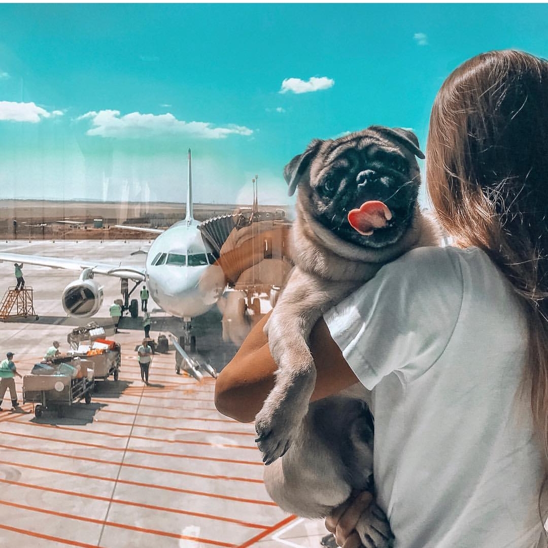A woman standing at the airport while carrying her Pug
