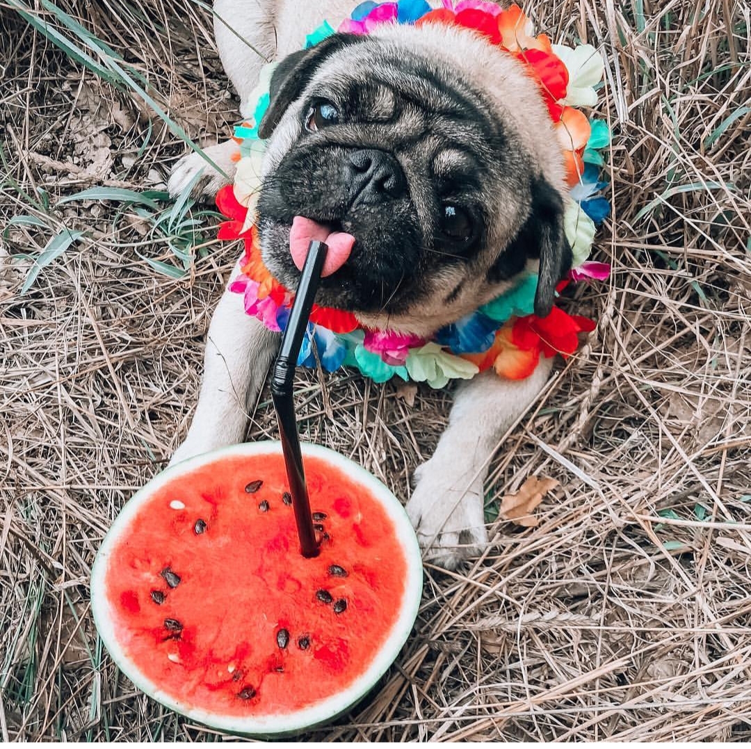 A Pug lying on the grass while licking the top of the straw stuck in watermelon