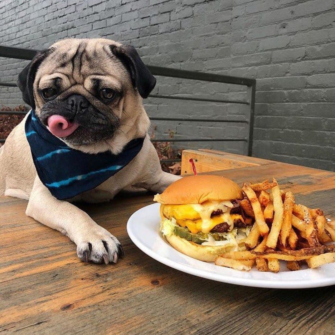 A Pug sitting at the table with a plate of burger and fries in front of him