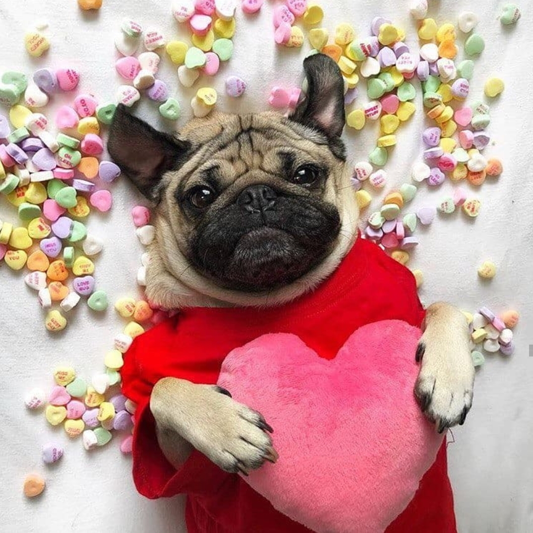 A Pug wearing a red shirt and with a pink pillow lying on the bed with heart candies