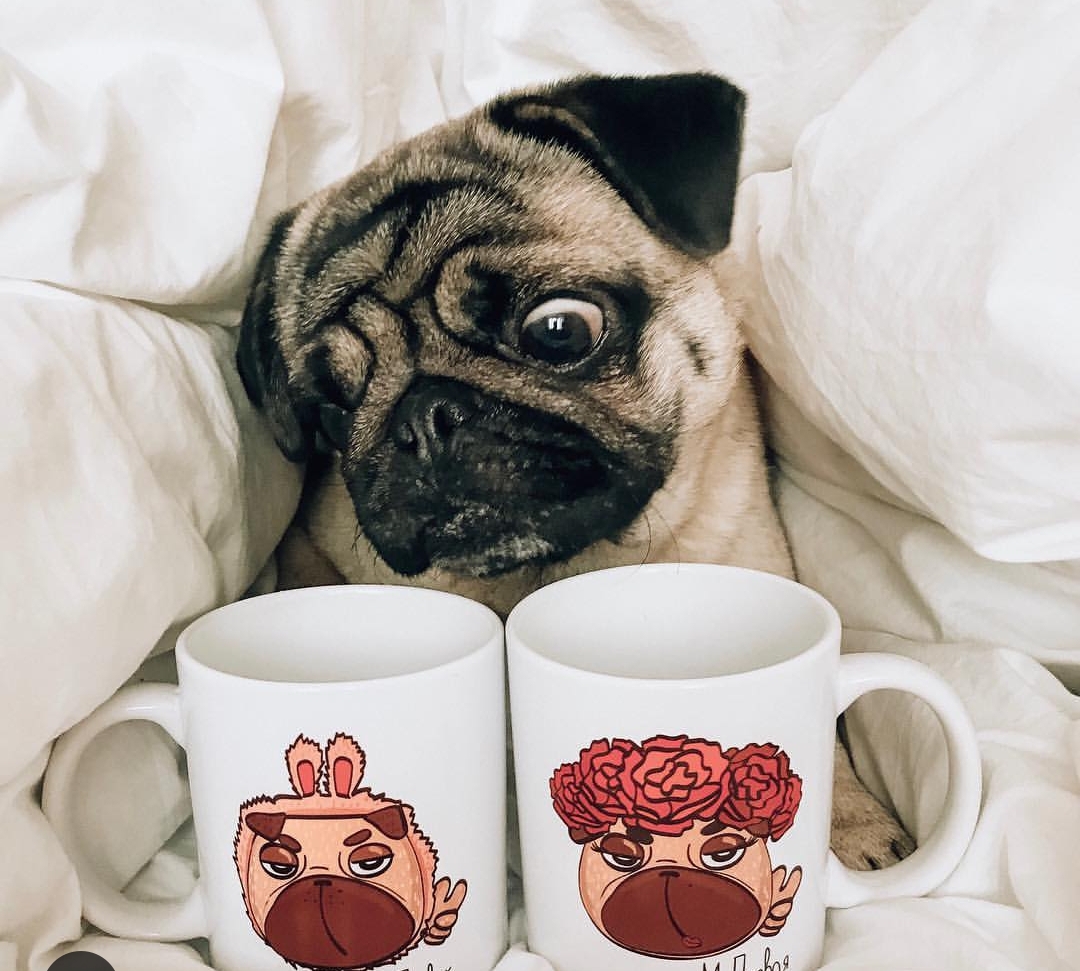 A Pug in bed with two coffee mugs printed with animated face of a pug