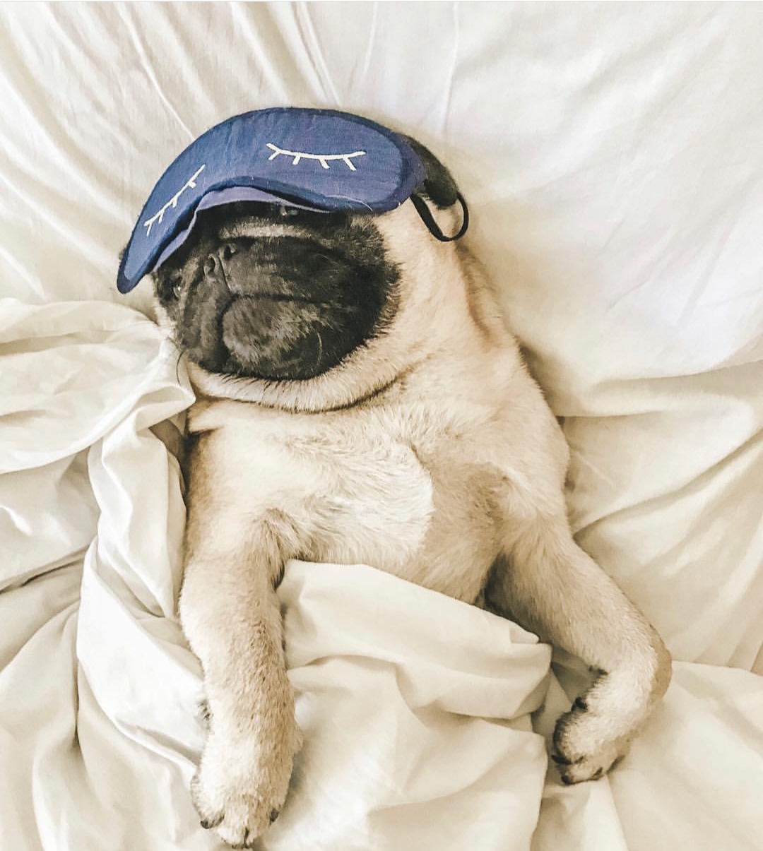 A Pug lying on the bed while wearing eye cover