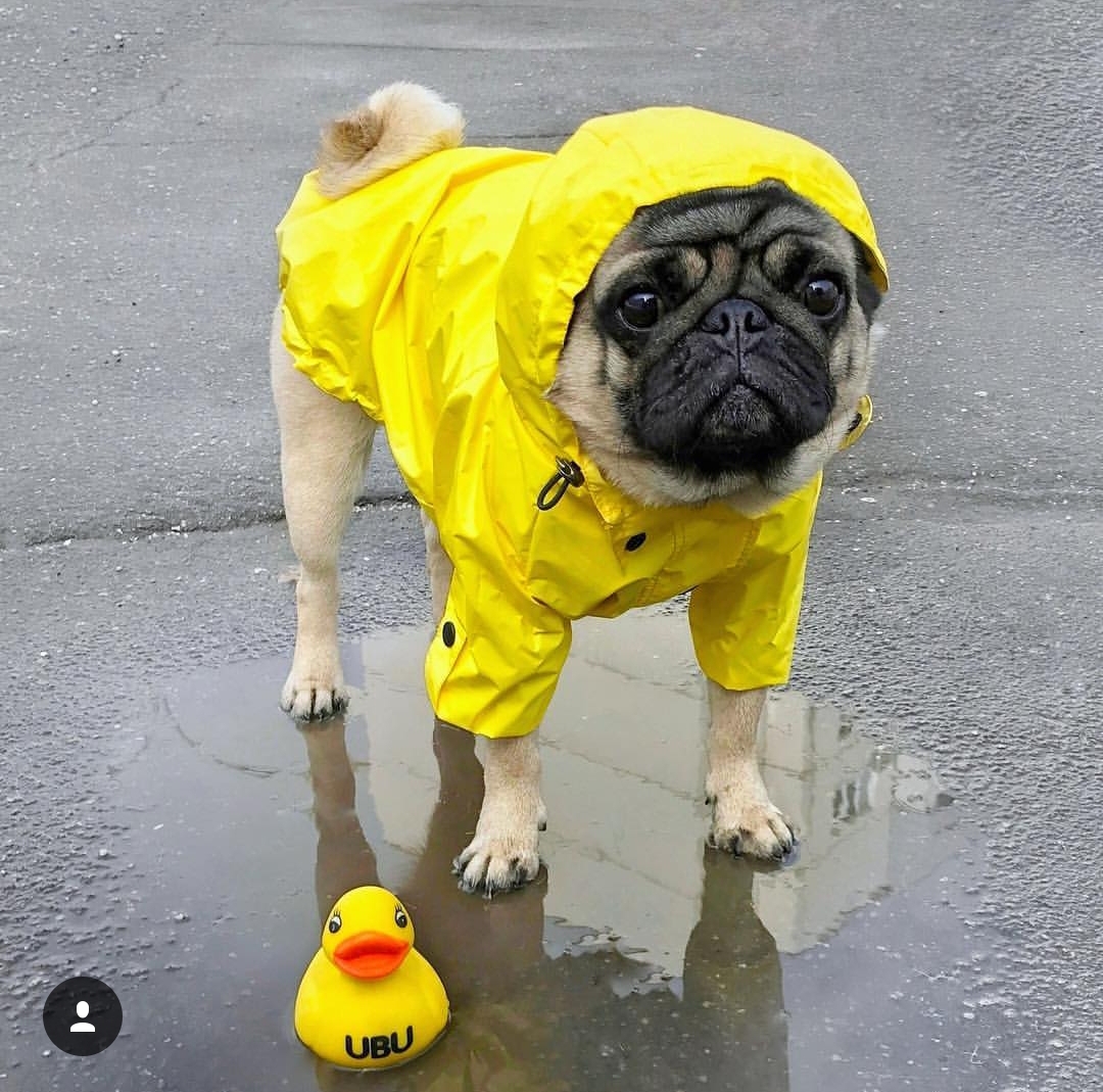 A Pug wearing a yellow raincoat white standing on the wet road with its duck toy