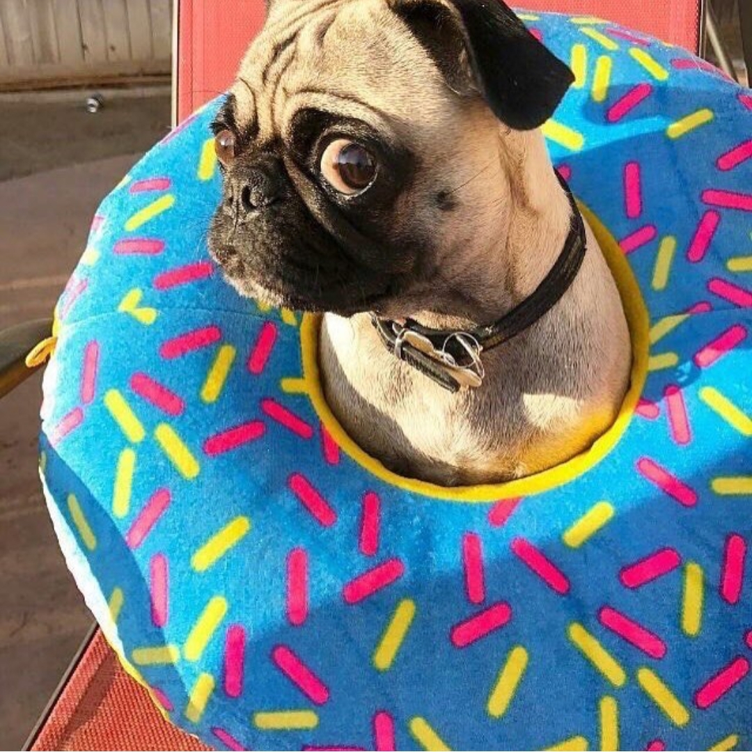 A Pug sitting on the chair while wearing a donut shaped pillow around its neach