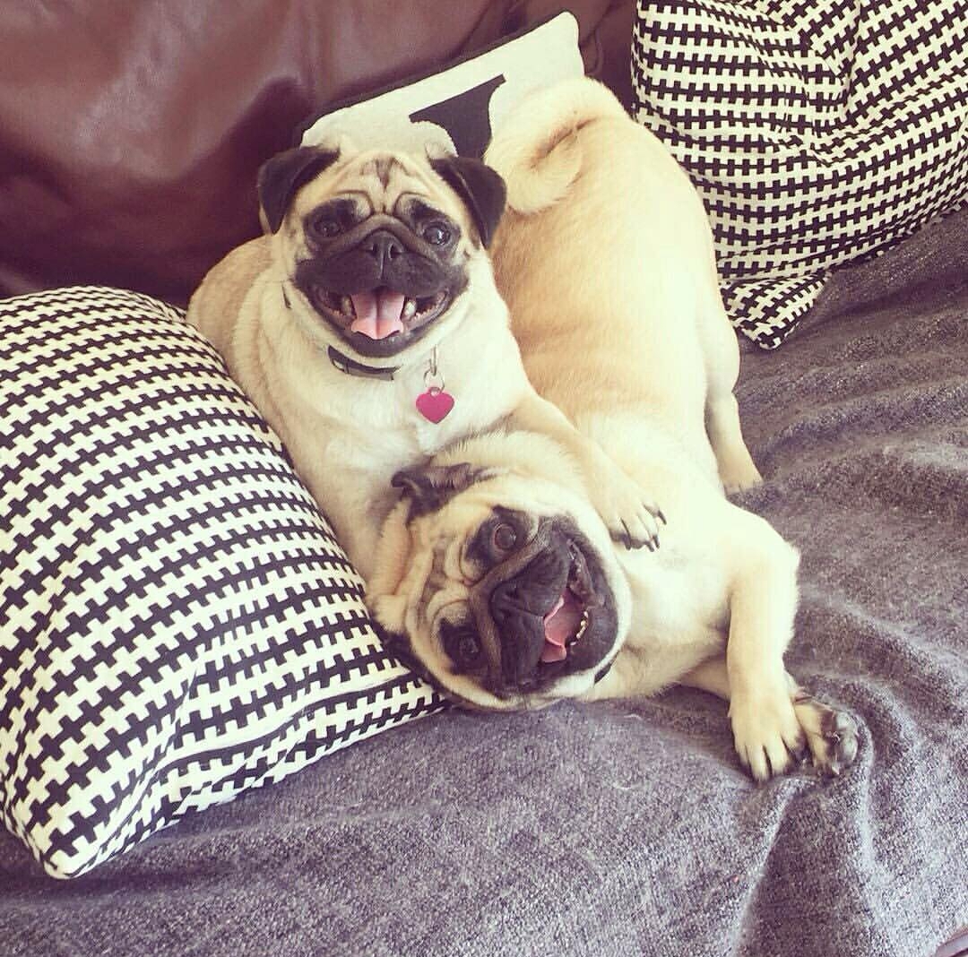 two Pugs lying on the couch