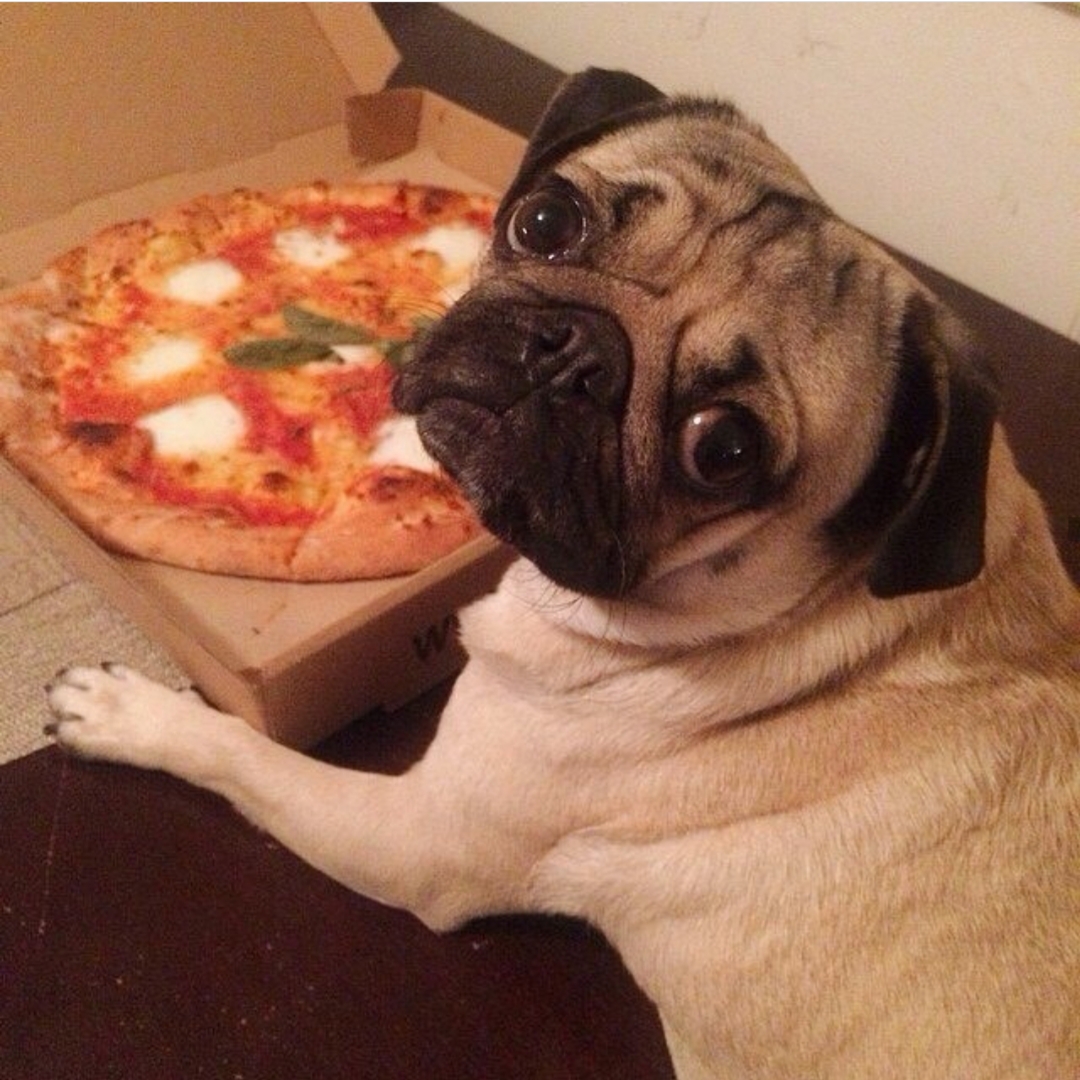 A Pug leaning on top of the table with a box of pizza in front of him and looking up with its begging face