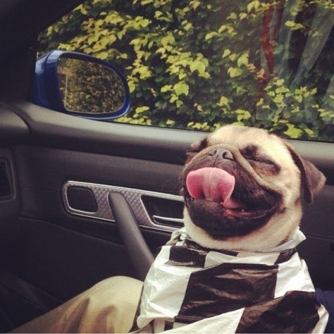 A Pug sitting on the lap of the person in the passenger seat inside the car