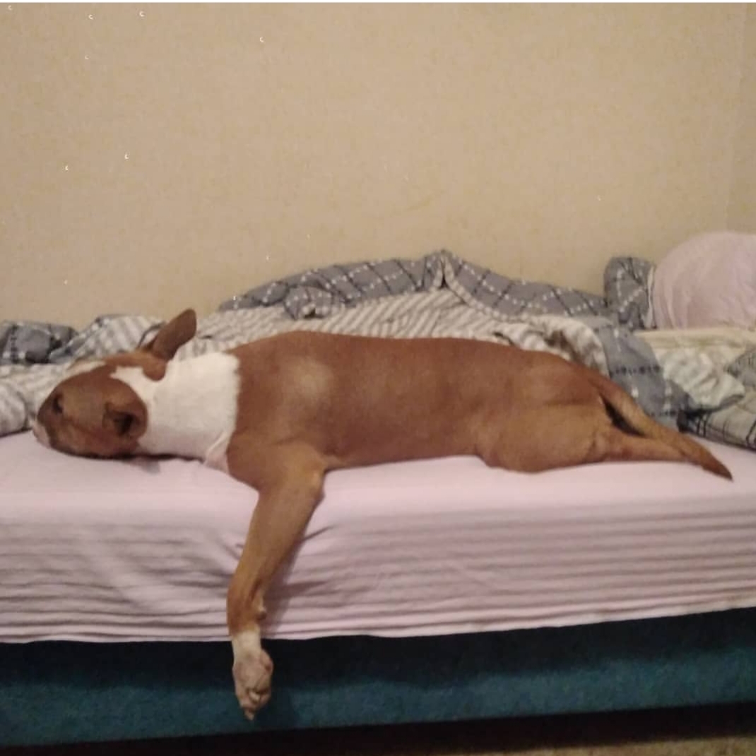Bull Terrier lying on the bed sleeping