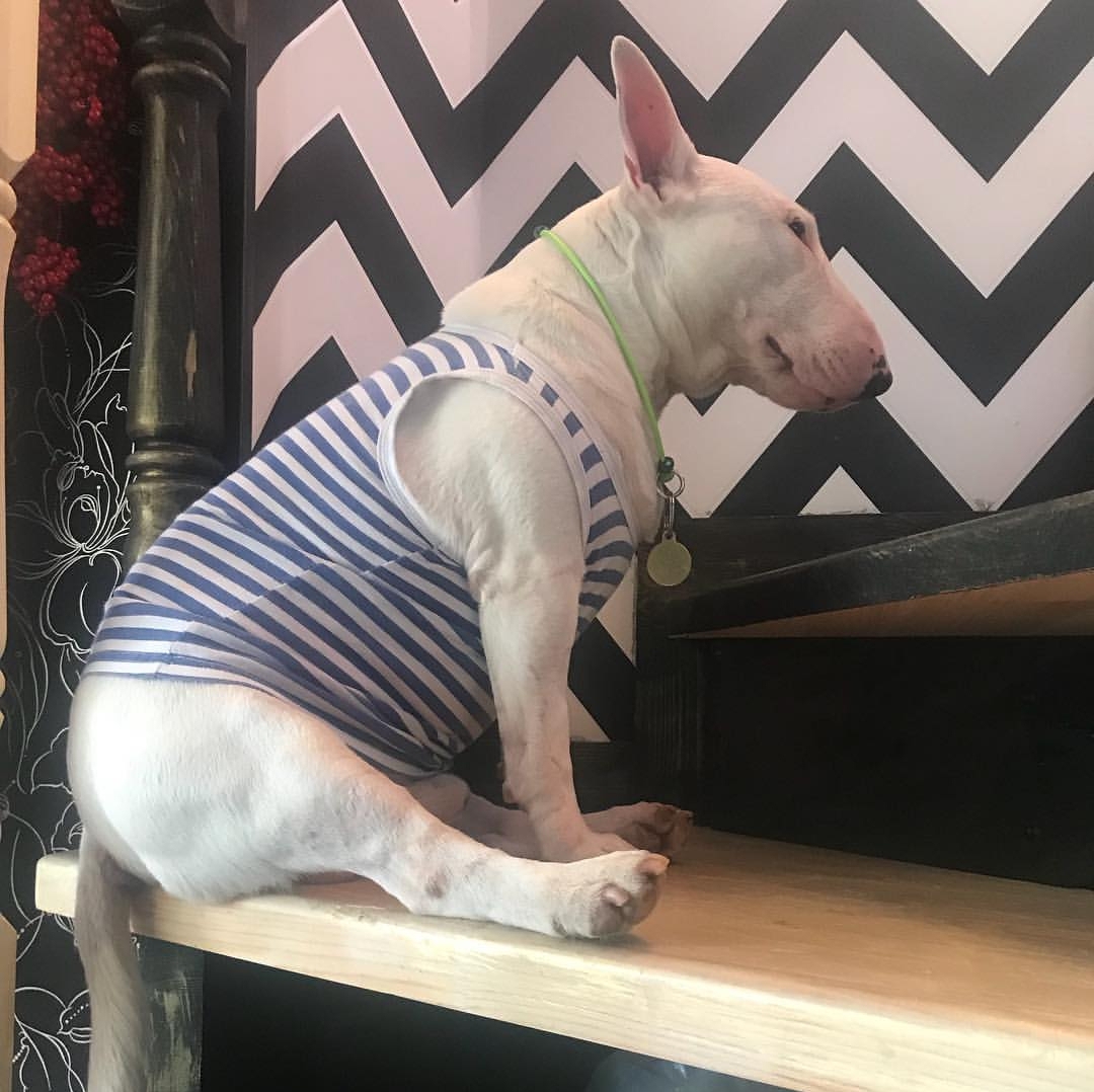 Bull Terrier wearing a striped sando sitting on the bench facing the wall