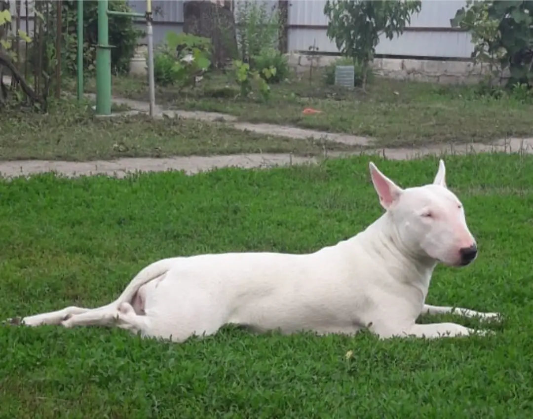 white Bull Terrier lying on the green grass