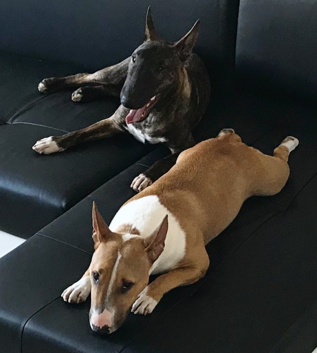 two Bull Terrier lying on the couch
