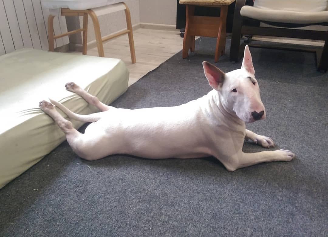 white Bull Terrier lying down on the floor